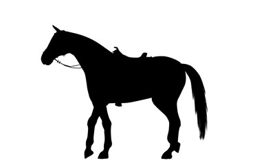 Horse silhouette