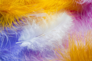 Obraz premium Soft feathers background
