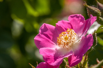 Obraz na płótnie Canvas Beautiful pink wild rose opened up towards the sun with blur green background