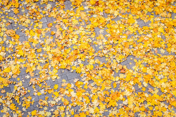 Autumn leaves in the street