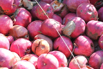 A pile of over-ripe apples left for wildlife at the side of a country road.