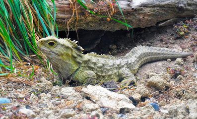 Tuatara