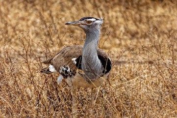 kori bustard, the heaviest flying bird in Ngorongoro Crater, Tanzania, Africa