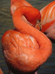 bright orange flamingo with long neck