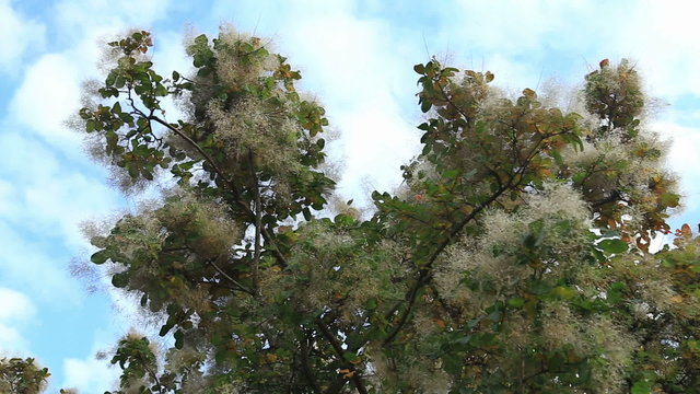 Smoke tree in botanical gardens