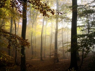 Herbstwald im Nebel