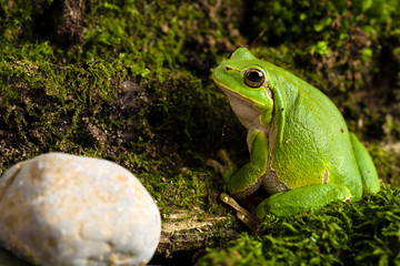 European green tree frog lurking for prey in natural environment