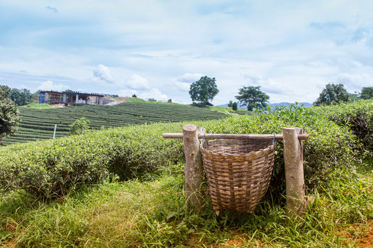 Tea plantation, idyllic countryside, vibrant colors