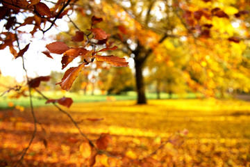 Fototapeta na wymiar colourful fall trees