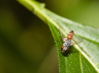 Fly insect close up in the nature