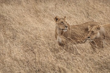 Wild lionesses stalking their preys on a grassland in Africa