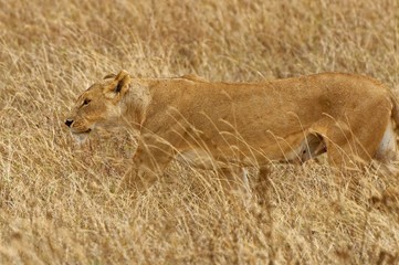 Wild lioness stalking her prey on a grassland in Africa