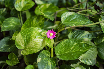 Real green plant with fake flower