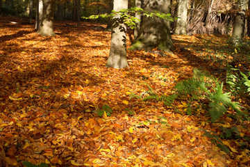 Fototapeta na wymiar Herbstwald