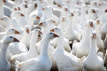 bio Zuchtg&auml;nse auf  einer wiese 