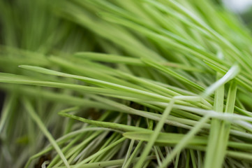 Long blades of grass
