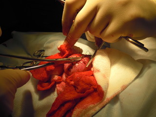 Veterinary surgery: removal of large stones from the bladder of a dog with urolithiasis.
patient - a dog breed Shih Tzu perfectly underwent surgery and is doing better.