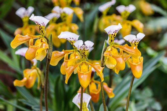 Fototapeta Flowers of Paphiopedilum orchid from Chiang Mai Thailand, Lady's slipper flower