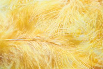 Soft feathers background