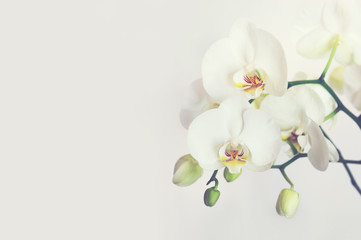 Naklejka na ściany i meble White orchids flower isolated on white background. Empty space on the left.