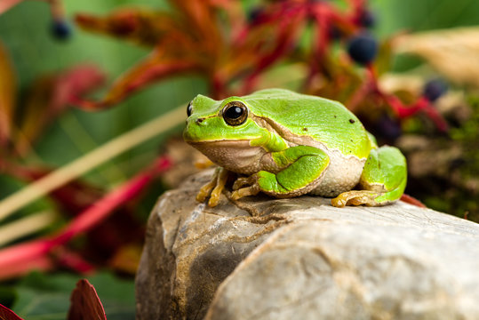 European green tree frog lurking for prey in natural environment