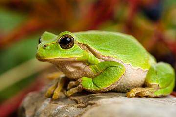 Naklejka premium European green tree frog lurking for prey in natural environment