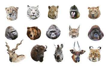 Naklejka premium collage of portraits of wild mammals