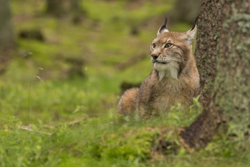 Naklejka na ściany i meble Lynx/lynx