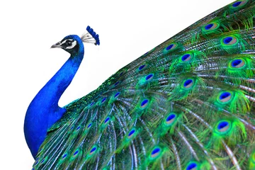 Printed kitchen splashbacks Peacock Peacock