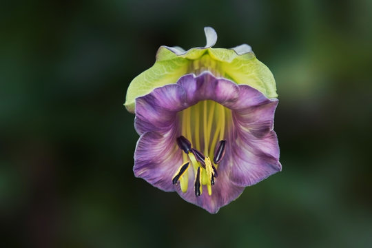 Bl&uuml;te der Glockenrebe