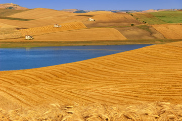 RURAL LANDSCAPE SUMMER.Between Apulia and Basilicata:wheat fields harvested. Lake Basentello (Poggiorsini) -ITALY-