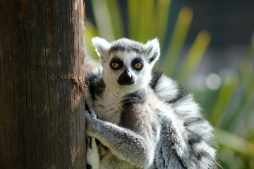 lemur with magnetic eyes