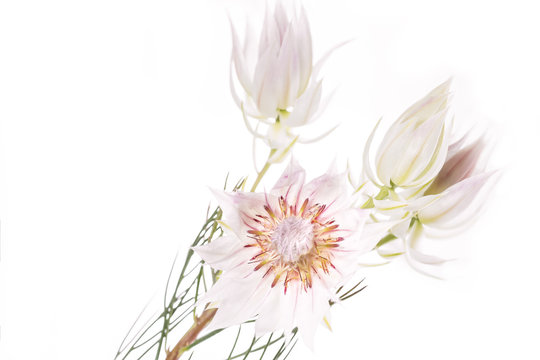 Bl&uuml;te einer Serruria florida, isoliert auf wei&szlig;em Hintergrund