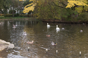 Flock of white and brown geese in green