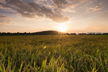 rice fields before sunset