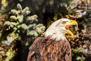 Bald Eagle Screeches in Warning