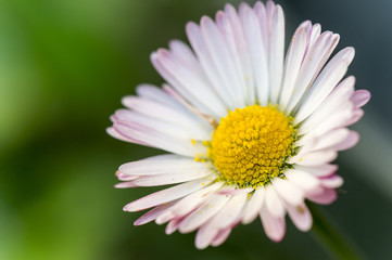 Ox-Eye daisy (Leucanthemum vulgare) with white and pink petals