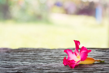 Pink Adenium flowers on wooden background.