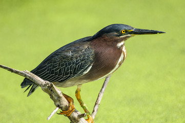 Green Heron (Butorides virescens),  Wakodahatchee Wetlands, Delray Beach, Florida, USA  