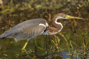 Tricolored Heron (Egretta tricolor),  Wakodahatchee Wetlands, Delray Beach, Florida, USA