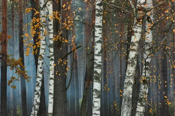 Fotobehang Birch trees. Trunks of trees in the autumnal forest as natural background. © Vitalii