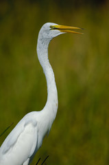 Great Egret (Ardea alba), Green Cay Nature Centre, Delray Beach, Florida, USA
