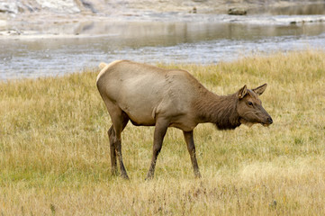Female Elk (Cervus elaphus), Yellowstone National Park, Wyoming, USA 
