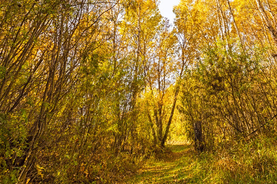 Forest Trail in Autumn