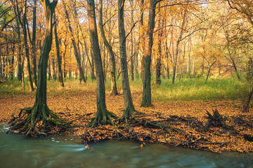 Flowing stream on autumn forest