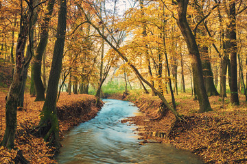 Flowing stream on colorful autumn forest