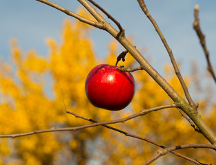 The last apple on the tree