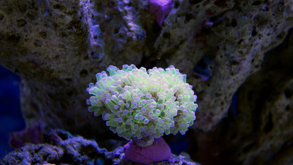 White/green coral in reef tank