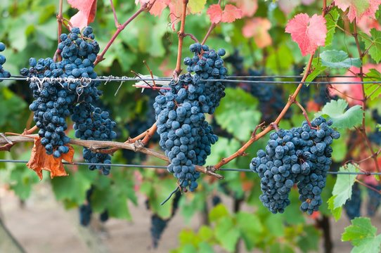 Bunch of red wine grape Bibor kadarka (Purple kadarka) in vineyard ready to harvest. Bibor kadarka is a Hungarian bred red wine grapes