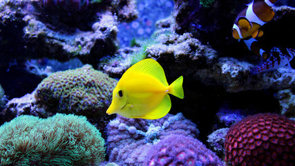 Yellow tang in coral reef aquarium